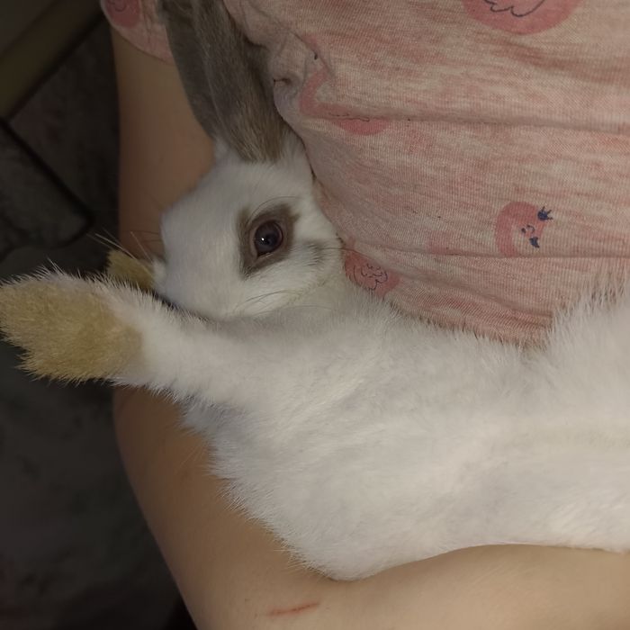 Продам декоротивного кролика.