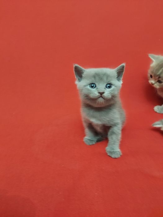 Продаю породистых котят