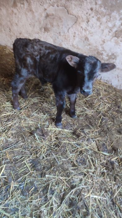 Продам корову...