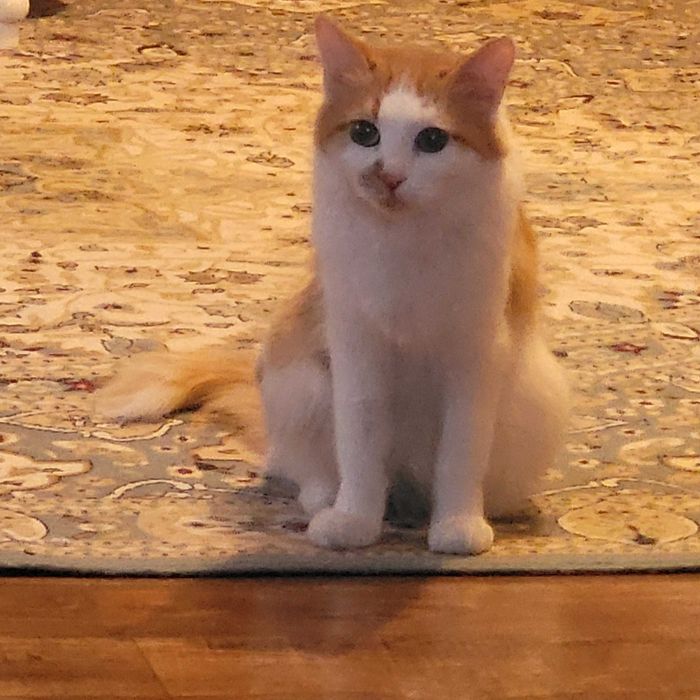 Отдам кошку в добрые руки