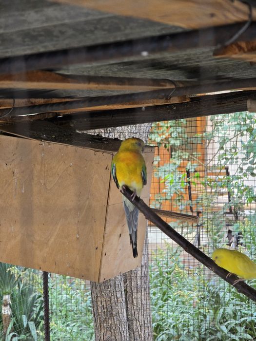 Atlas pevchi to'tiqush