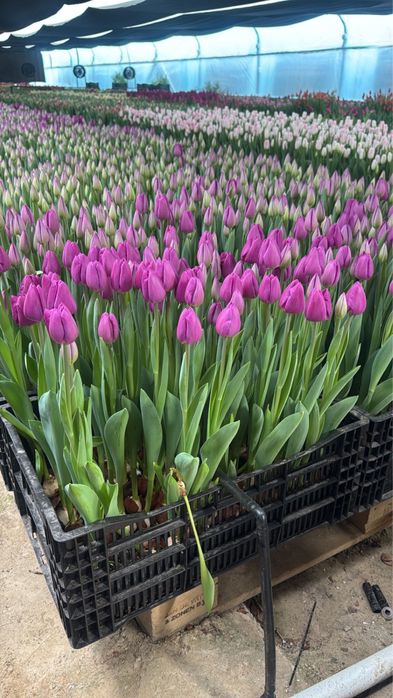 Тюльпаны опт розница