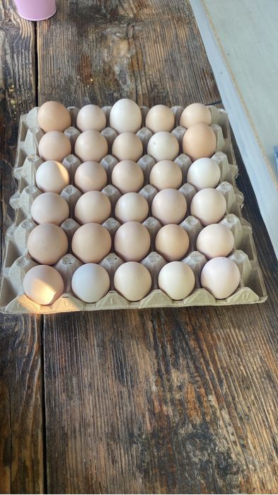 Oua  australorp,marans ,araucana  pentru incubat