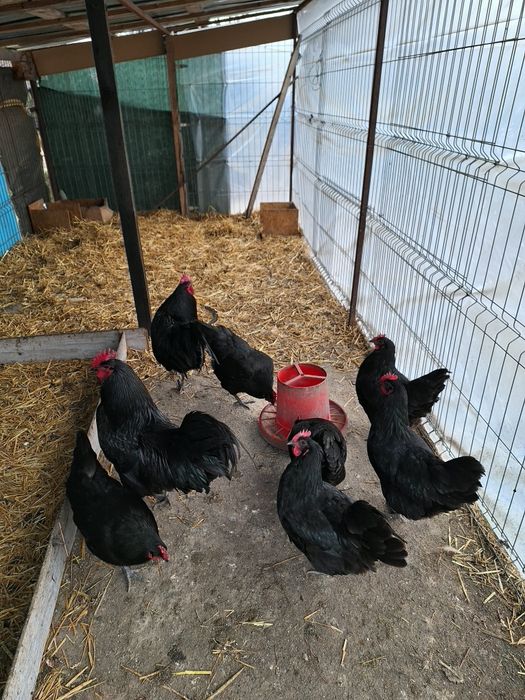 Oua australorp de vanzare