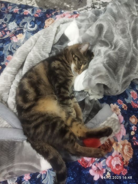 Кот и кошка в добрые руки