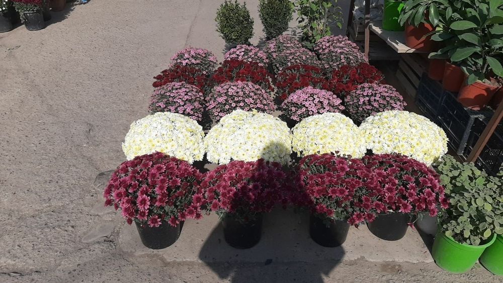 Ер гуллар 

Питония 2 500 сўм донаси 
Шафран 3 000 сўм донаси 
Салвия