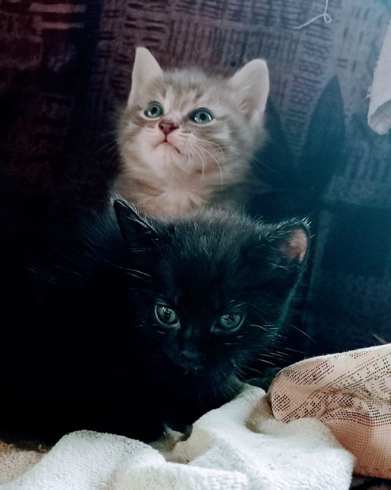 Котята в добрые руки