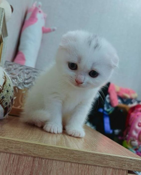 Шотландские малыши девочки и мальчики веслоухие
