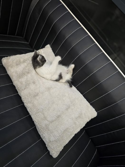 Подарявам КОТЕ !!!