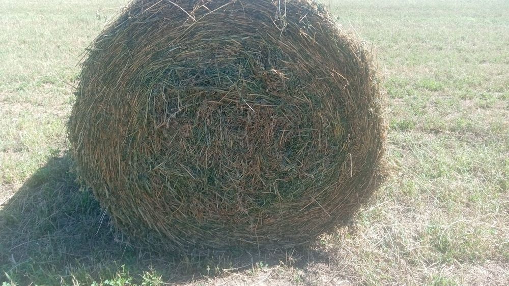 Lucerna coasa 4‼