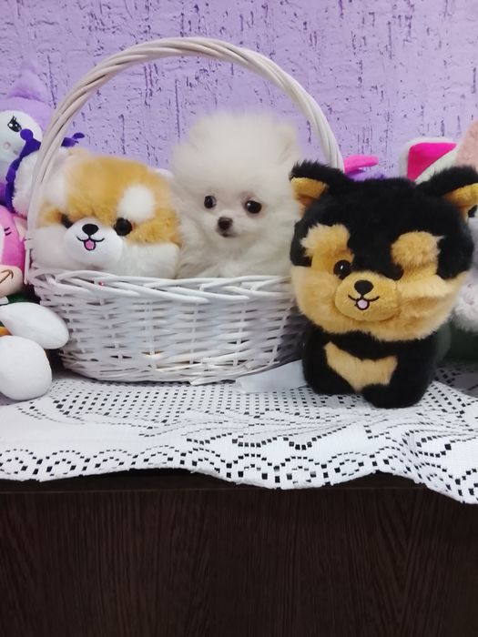 Щенок мини померашка