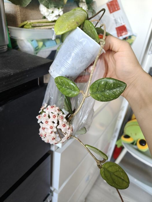Vând hoya carnosa