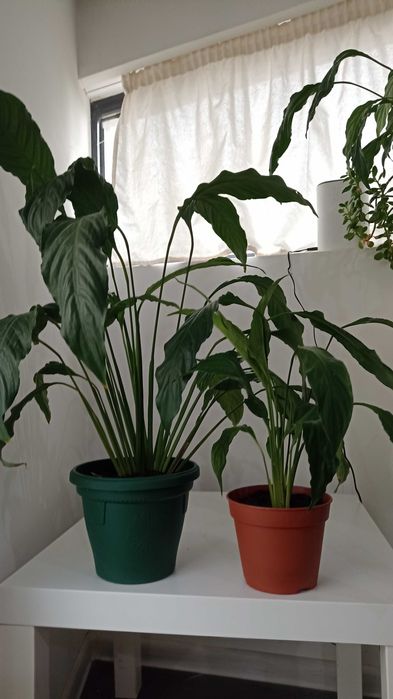 Цветы Спатифилум (Лилия на мира)