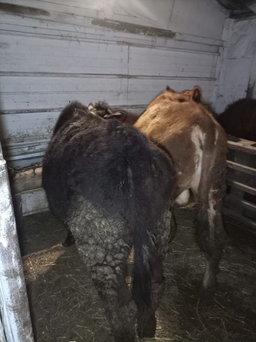 Taur și vițea de vânzare