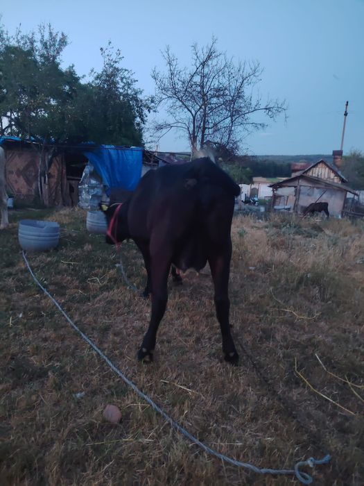 De vinzare o vaca la alegere din 2