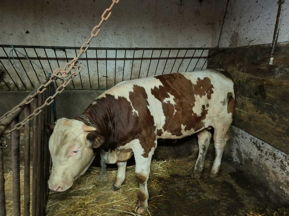 Vand tauras Bălțată Românească