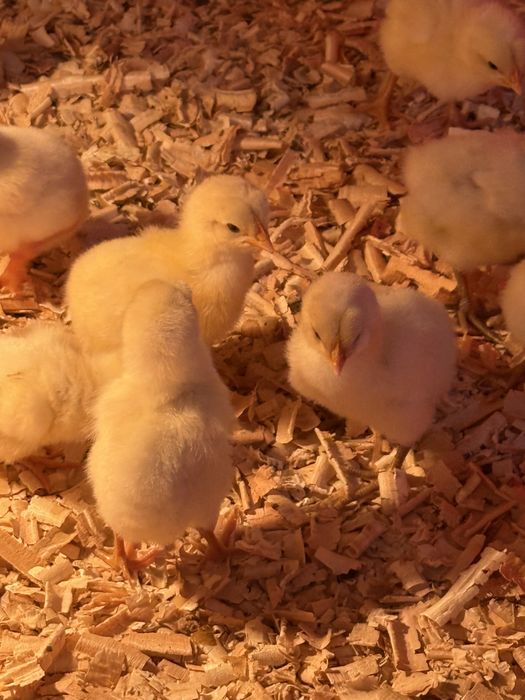 La bress ouă si pui  de o zi