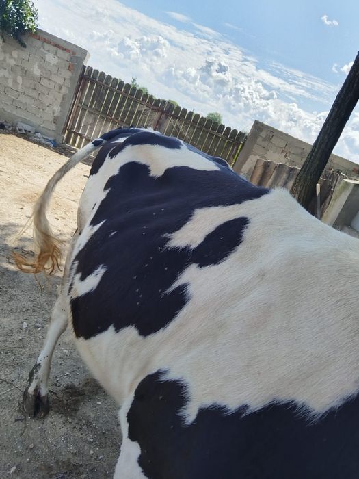 Vacă de vânzare!