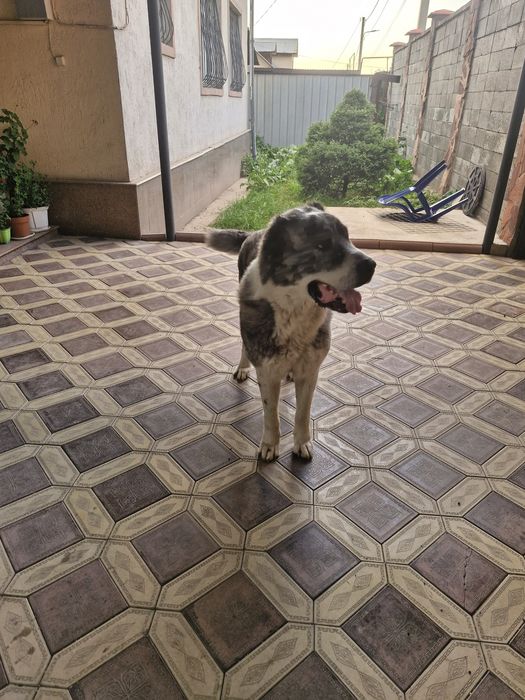 Собака алабай сучка