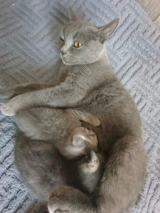 Продам срочно котят