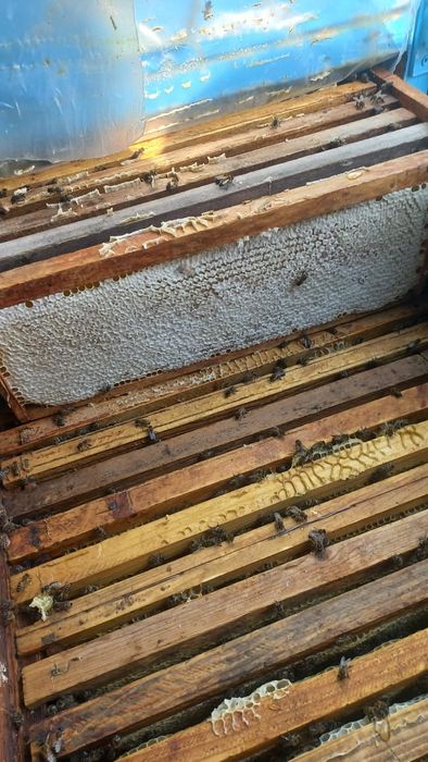 Пасика пчелоповелион