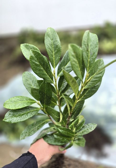 Laur Englezesc 40-50cm Novita Ramificat