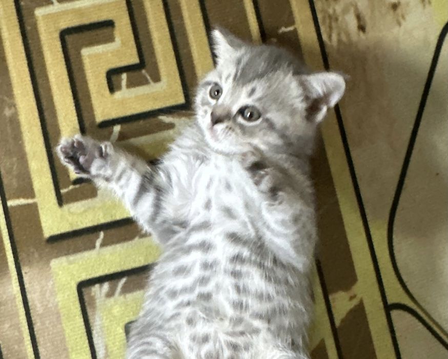 Продаются  котята шотландской породы
