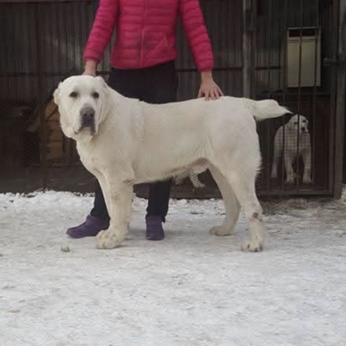Резерв на щенков САО алабай