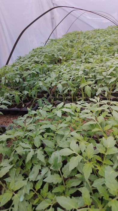 Răsaduri de roșii si castraveti– Drăgășani