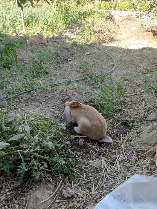 Velikan quyon 1 yosh