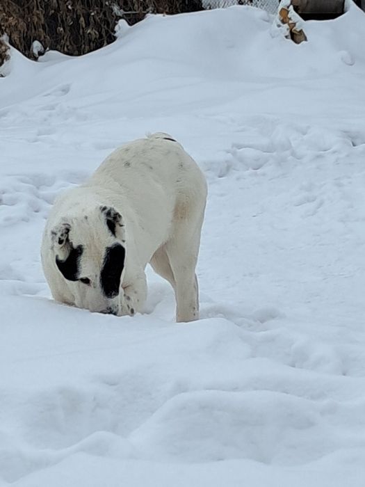 Щенки алабая, мальчик и девочка продажа