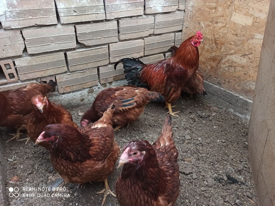 Разплодни яйца от Ексел