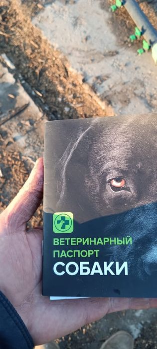 Немецкий авчарка