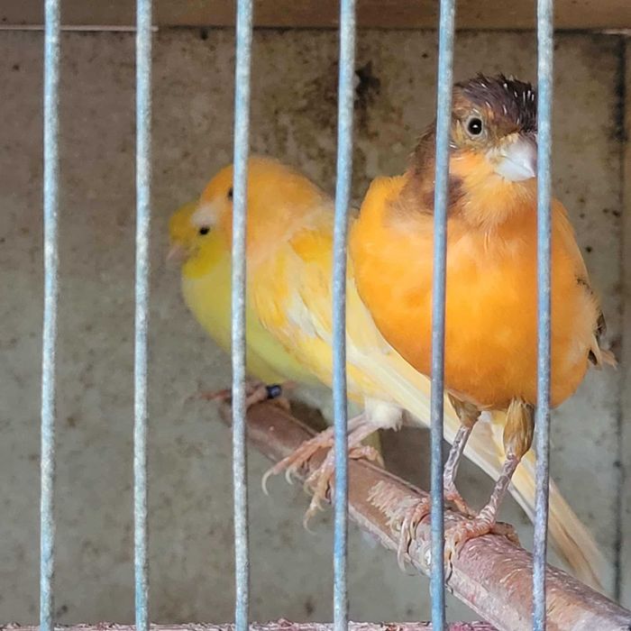 Canari de culoare si cantec
