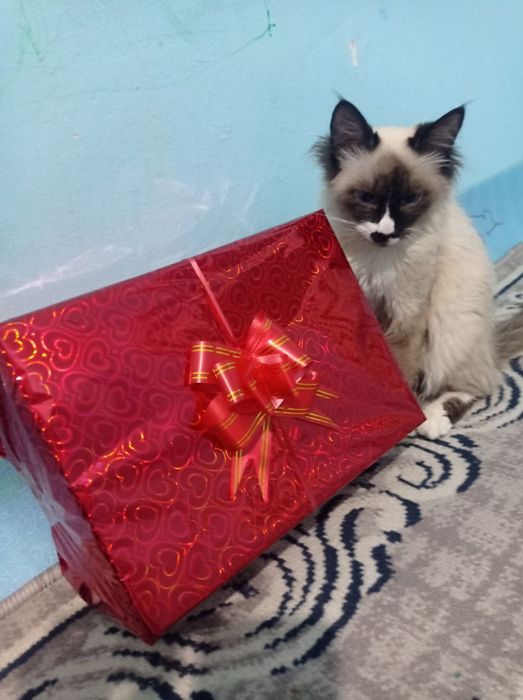 Mushuk sotiladi juda yaxshi