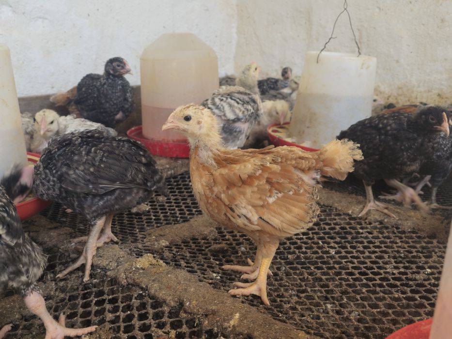 Pui rasa mixta 4 săptămâni