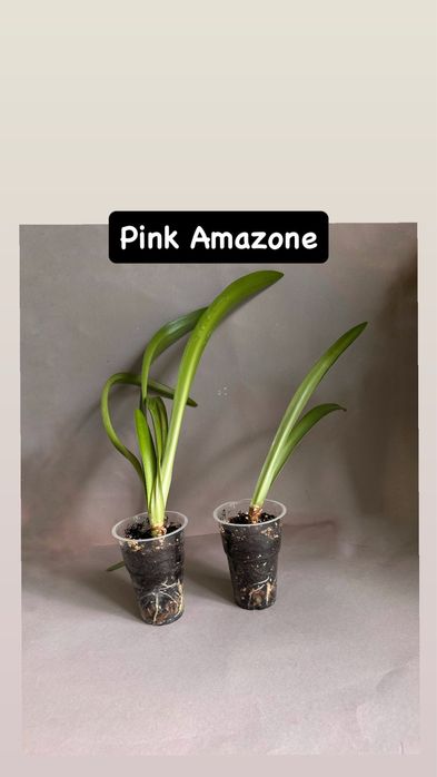 Амариллис Гипераструм РАСПРОДАЖА