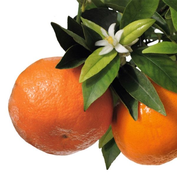 Mandarin Altoit LA Ghiveci