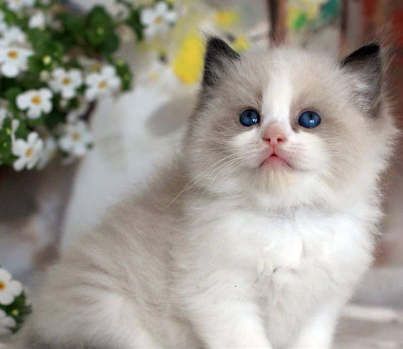 Рэгдолл Рэгдолл Рэгдолл!!!