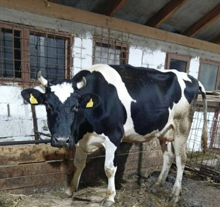 Vaci Holstein Friza