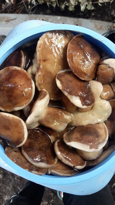 Домашние соленья на любой вкус