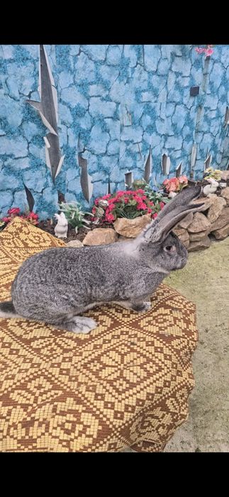 Vând Femela Uriaș German Chinchilla
