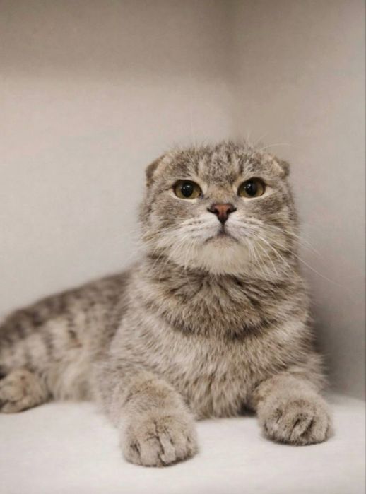 Scottish Fold mushukchalar