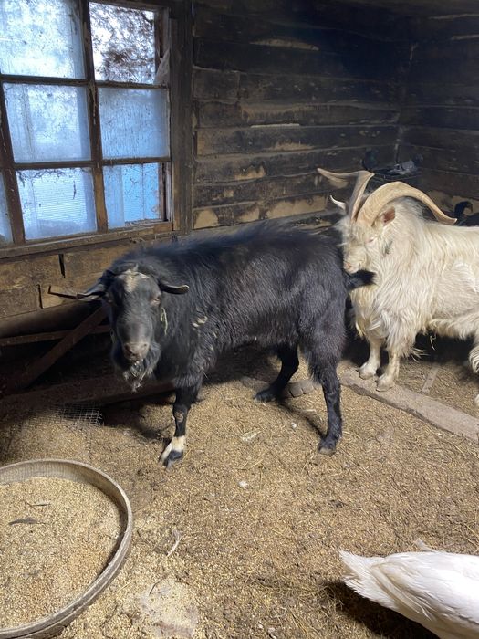Продам коз срочно