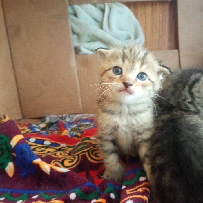 Мушукчала 1 ойлик