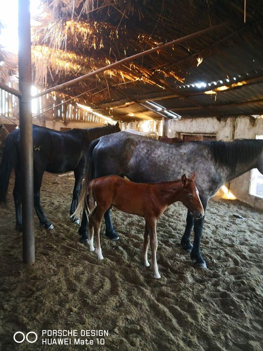 Қабыла с жеребенком и тайчик. 1,5 мец,