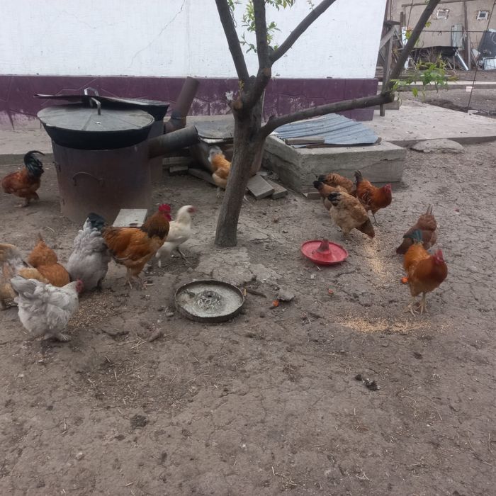Продам домашные куры