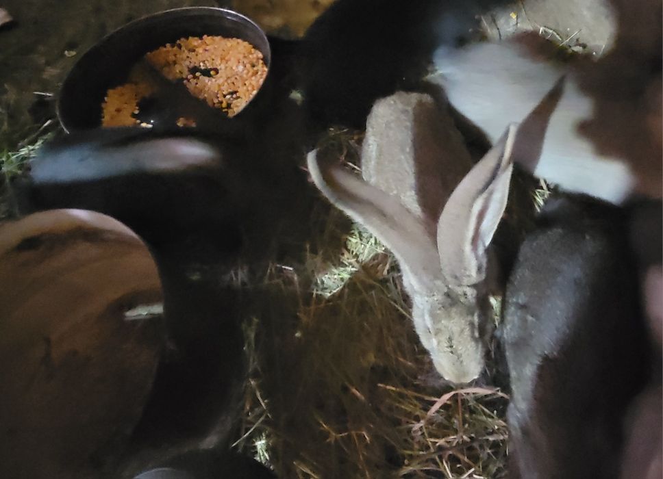 PUI Uriaș German din părinți tatuați