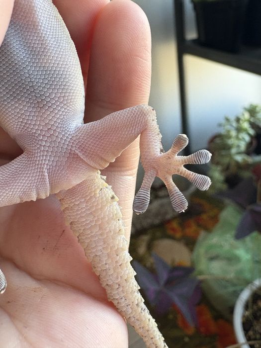 Толстопалый геккон Биброна