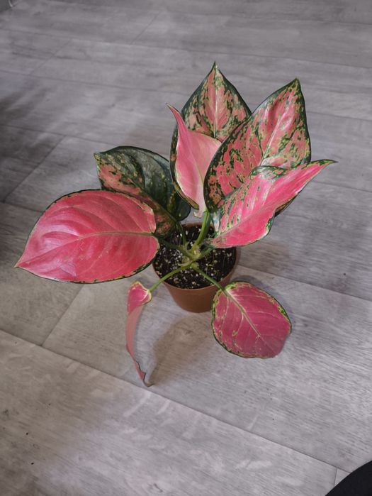 Бамбук и многое другое